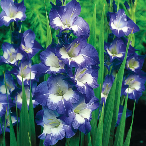 Гладиолус Nori - Голландские луковицы фото 2