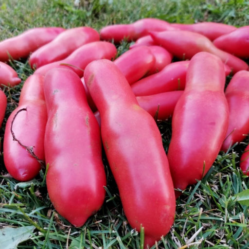 Помидоры Баба Яга - Baba Yaga Tomato