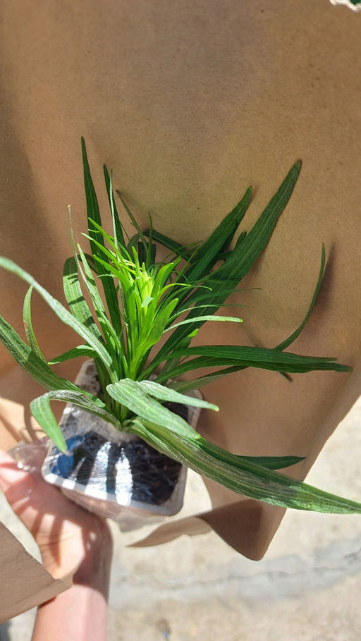 Лиатрис колосковидный белый (Spicata Alba) 10шт