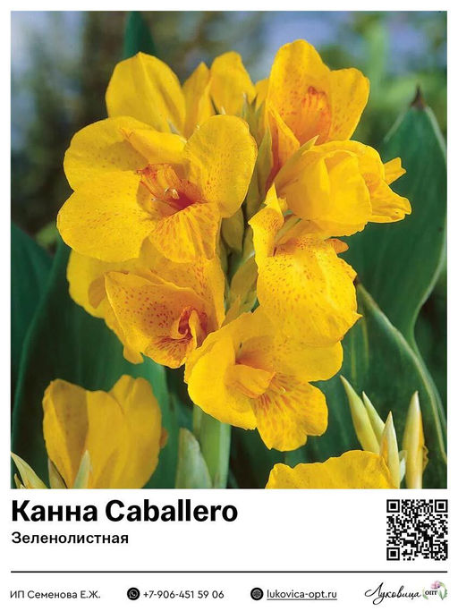 Канна Caballero (Зеленолистная)