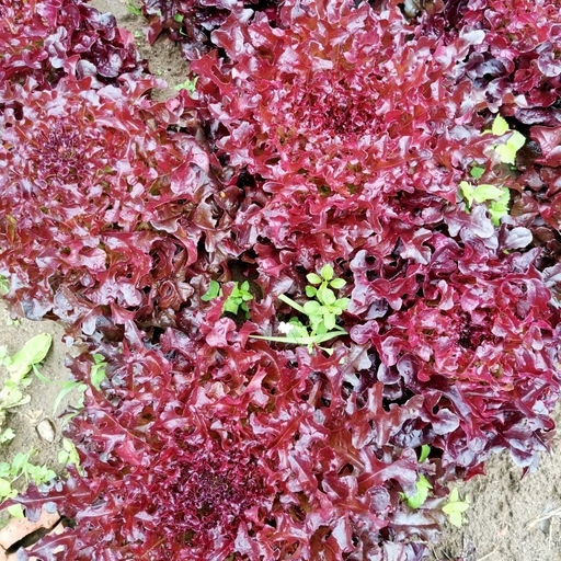 Салат Дыхание Красного Дракона