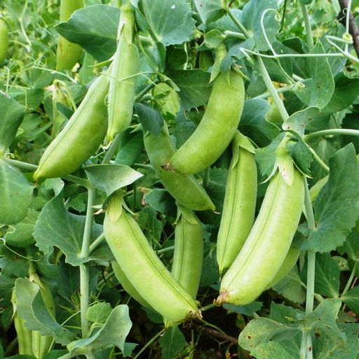 Снеп Горох — Snap Peas