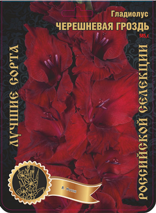 Гладиолус Черешневая Гроздь 558,Фотин 2 р-р 7шт (Ф)