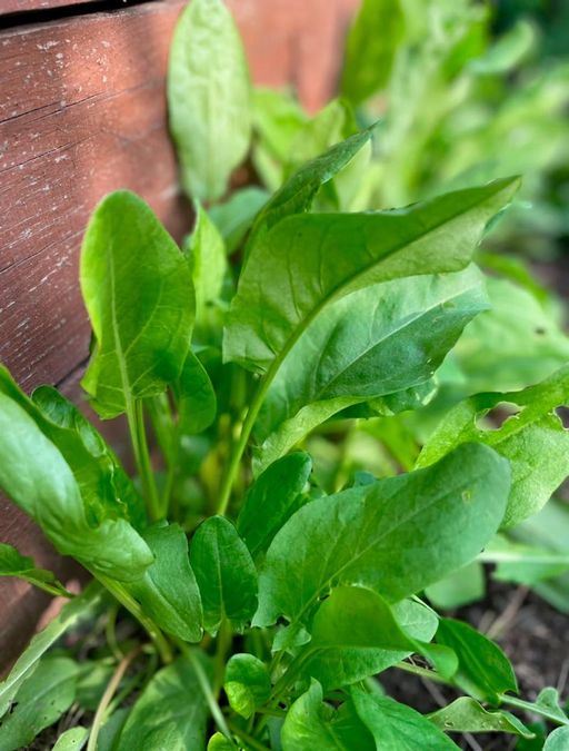 Щавель ЛИМОННЫЙ - Уральский дачник фото 5