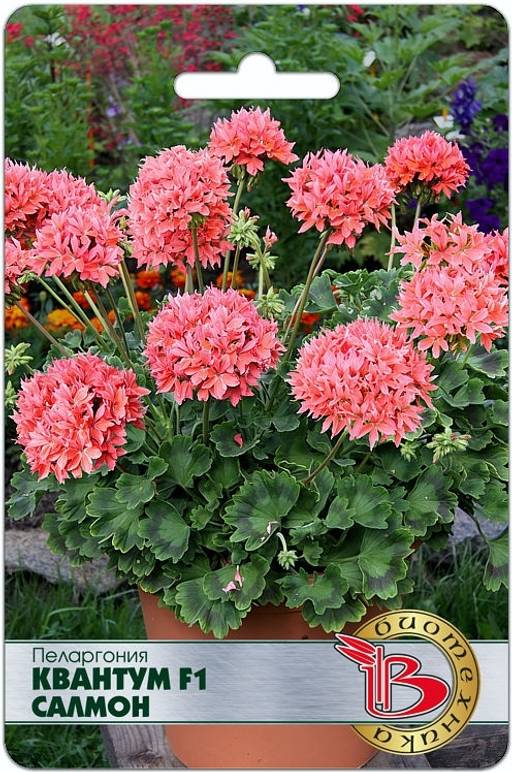 Пеларгония Квантум F1 Салмон