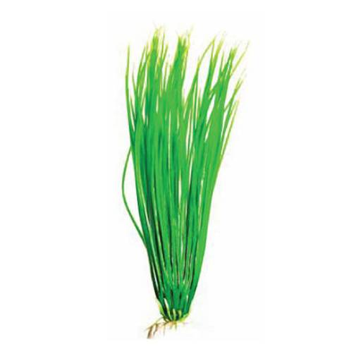 Растение Plant 007 Акорус зелёный 30 см PLANT 007/30