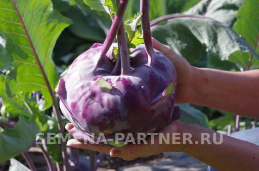 Капуста кольраби Виолета - Партнер фото 5