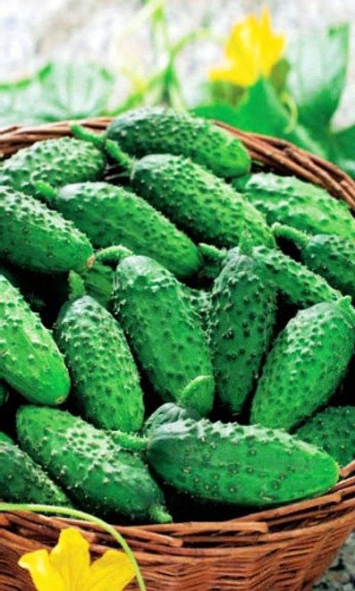 Огурец БОЧКОВОЙ В ЗАСОЛ Скороспелый, стабильно урожайный сорт для засолки!