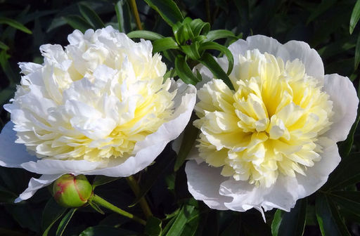 ПИОН Лаура Дессерт Разбор 2/3 n Кол-во упак., шт 1