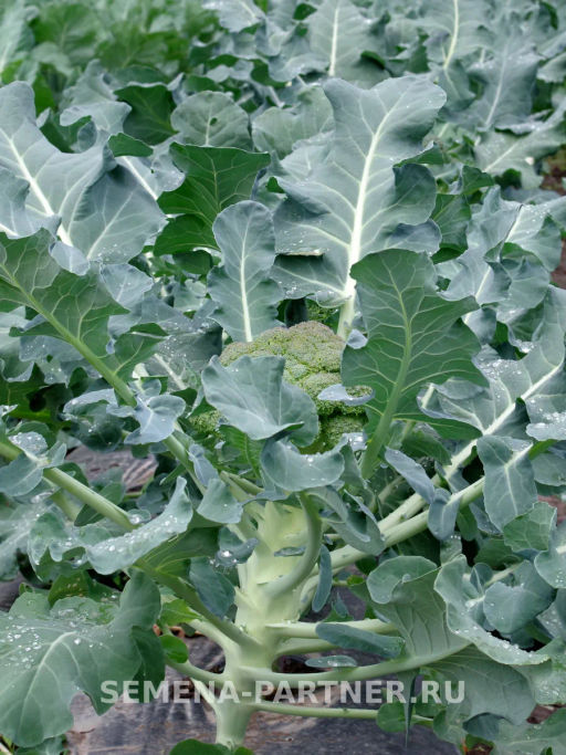 Капуста брокколи Маратон - Партнер фото 4