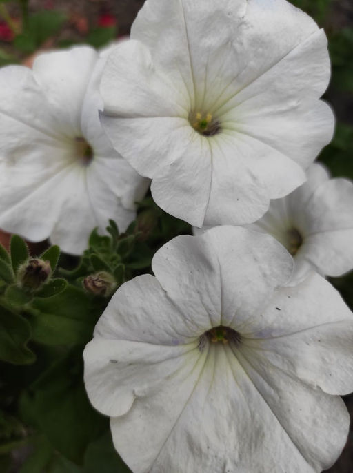 Петуния ДЕНЬ И НОЧЬ F1  Контрастная смесь - Уральский дачник фото 3