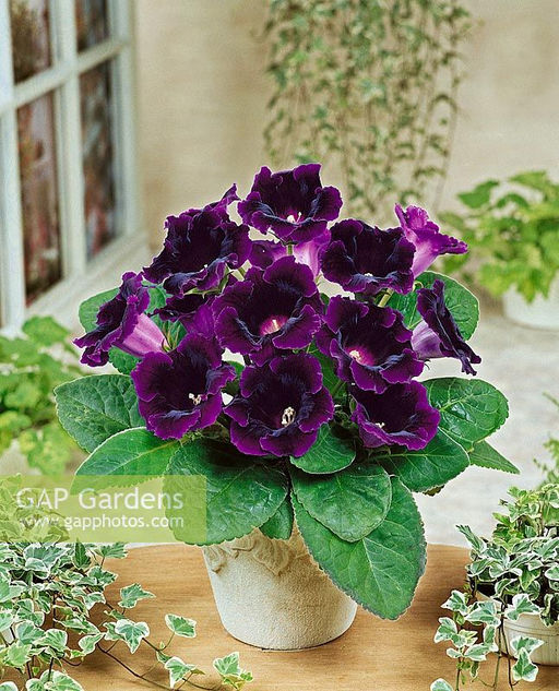 ГЛОКСИНИЯ Виолацеа Разбор 5/6 Кол-во упак., шт 2