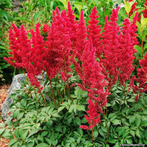 АСТИЛЬБА Монтгомери Разбор 2/3 n Кол-во упак., шт 1