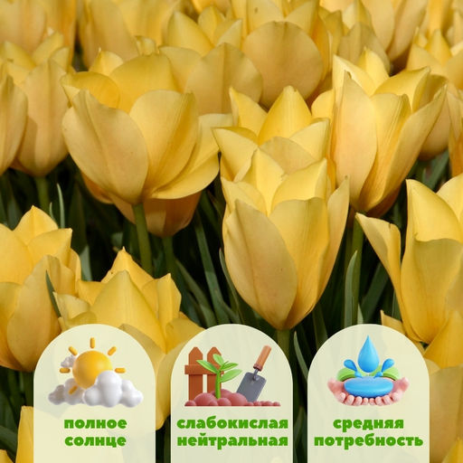 Тюльпан Брайт Гем