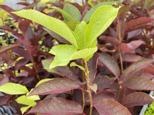 Черемуха Неубиенная - Долина роз фото 2