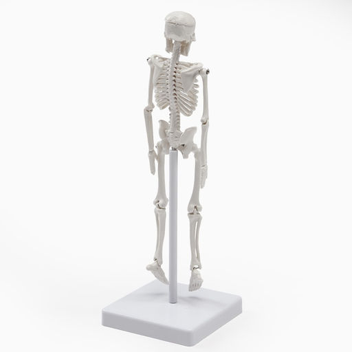 Анатомическая модель «Макет скелета взрослого человека», 22 см
