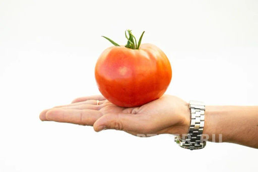 Томат Ладья - Партнер фото 3