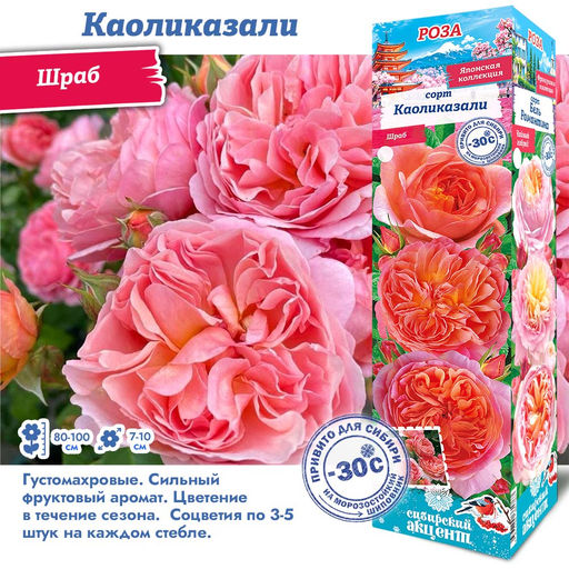 Роза Каоликазали (Шраб) 1шт