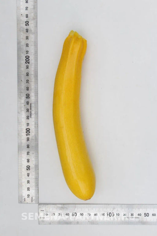 Кабачок Желтоплодный - Партнер фото 4