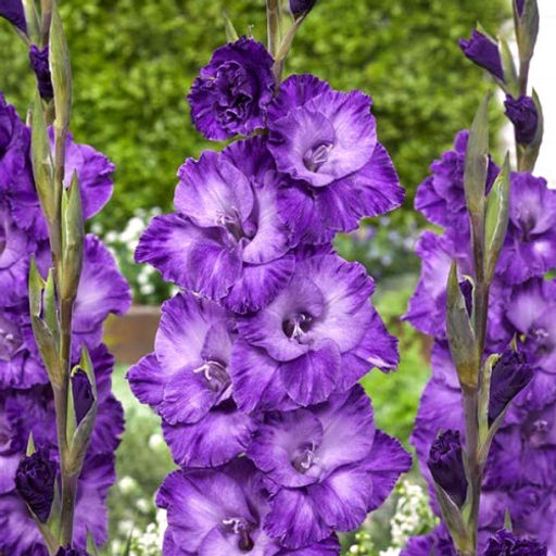 ГЛАДИОЛУС Куки Разбор 10/12 Кол-во упак., шт 10