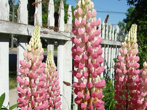 Люпин Шателейн - Долина роз фото 3