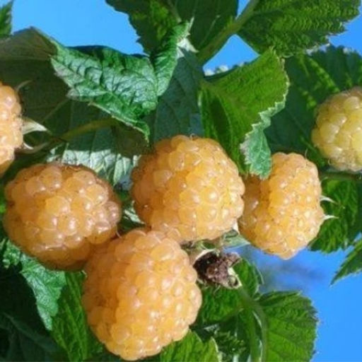 Малина Беглянка традиционная (коробка) 1шт