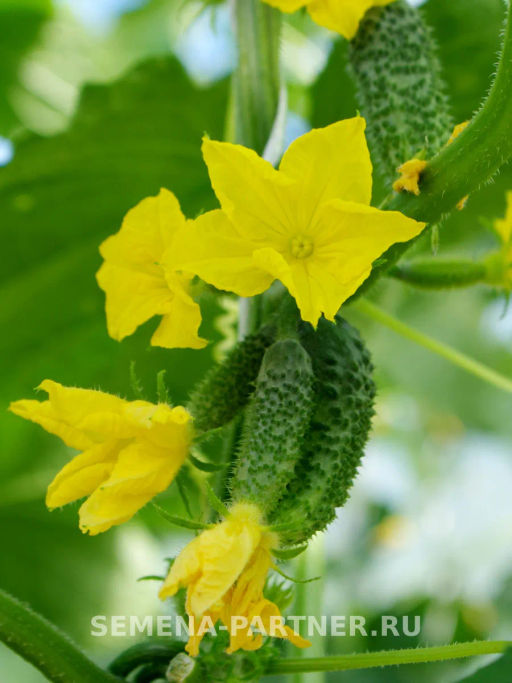 Огурец партенокарпический Мироша - Партнер фото 5