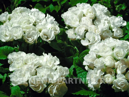 Примула махровая Тет-А-Тет Белый Танец - Партнер фото 2