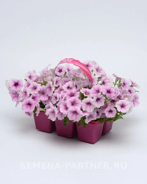 Петуния Шок Вэйв Пинк Вайн многоцветковая каскадная - Партнер фото 6