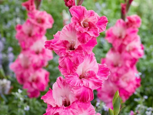 Гладиолус Хуго 5шт