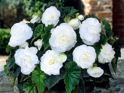 Бегония махровая белая (Double White) - Долина роз фото 4