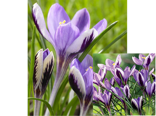Крокус Spring Beauty (Спринг Бьюти) 5 шт - Долина роз фото 2