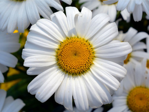 Ромашка садовая - Долина роз фото 4