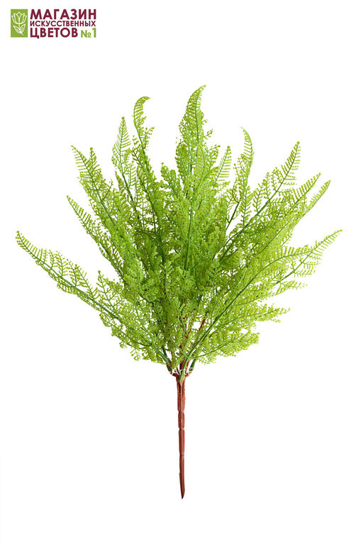 108 Папоротник - Без тм фото 3
