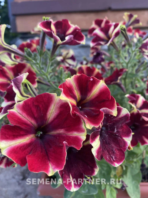 Петуния Мон Амур Камелионе триколор прямостоячая - Партнер фото 6