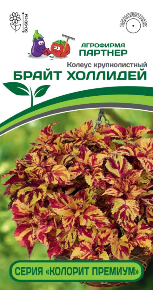 Колеус шлемниковидный крупнолистный Премиум Брайт Холлидей