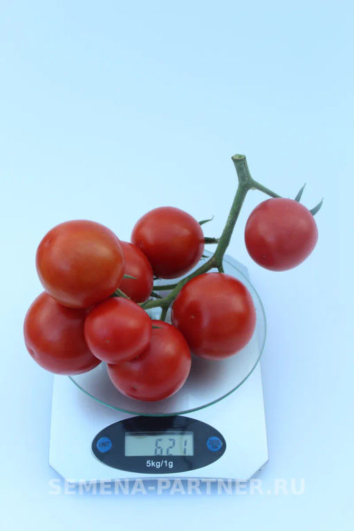 Томат Барух F1 - Партнер фото 6