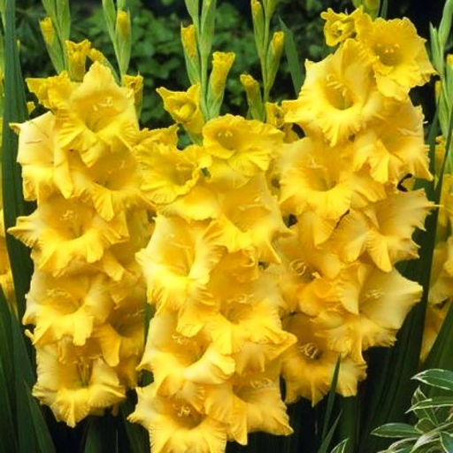 ГЛАДИОЛУС Нова Люкс Разбор 10/12 Кол-во упак., шт 8