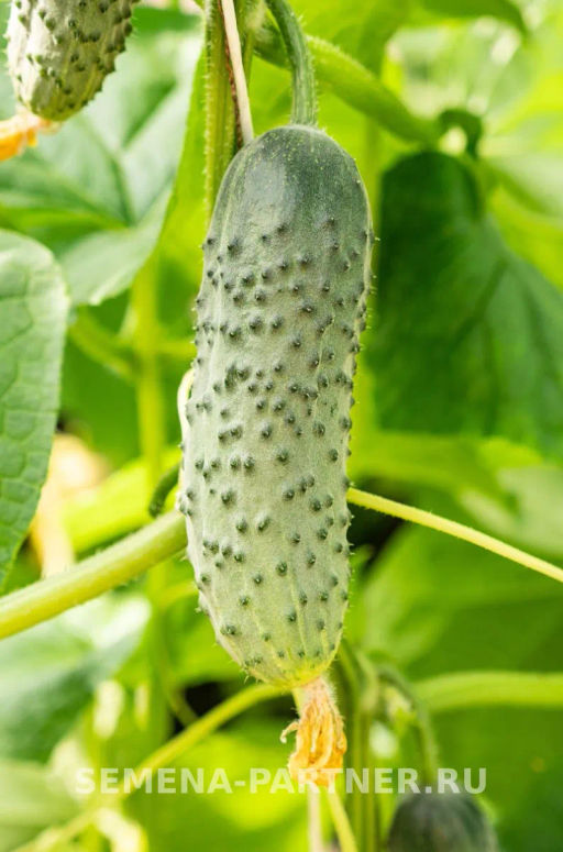 Огурец партенокарпический Герман - Партнер фото 3