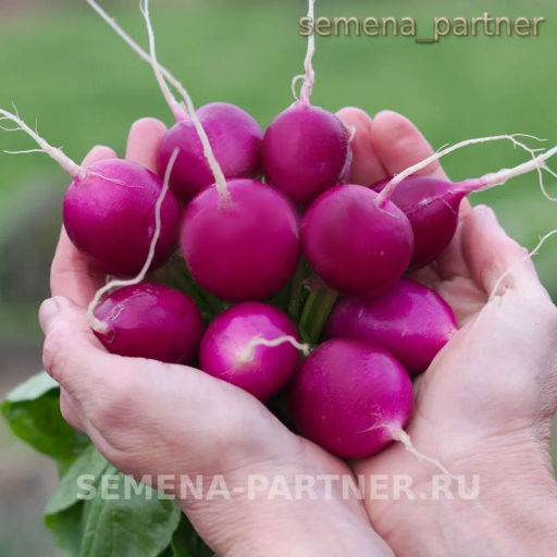 Редис Виолетта - Партнер фото 4