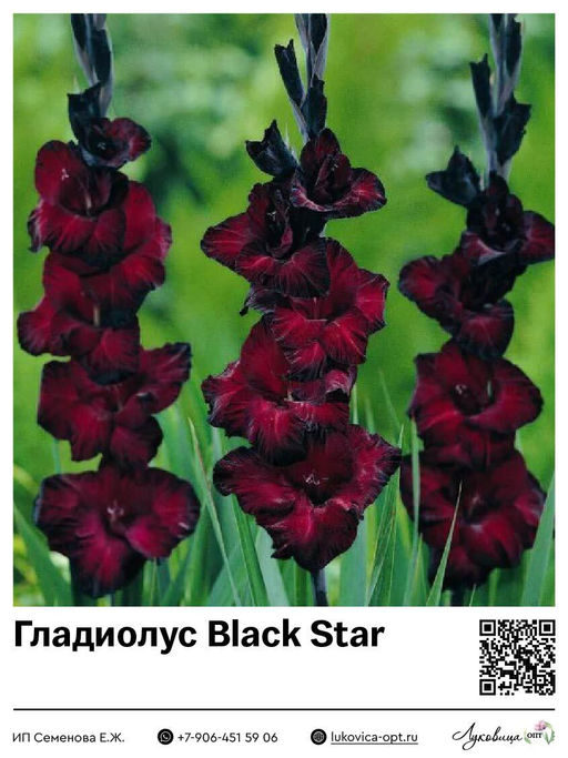 Гладиолус Black Star