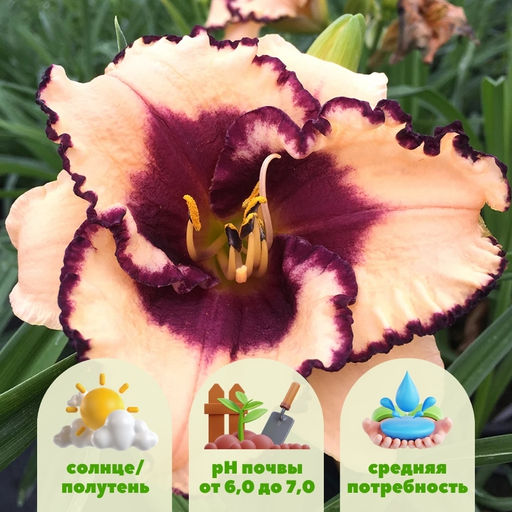 Лилейник Тропикал Сюрпрайз - Долина роз фото 2