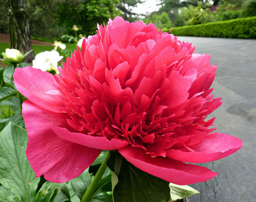 ПИОН Мэни Хэппи Ретёрнс Разбор 2/3 n Кол-во упак., шт 1