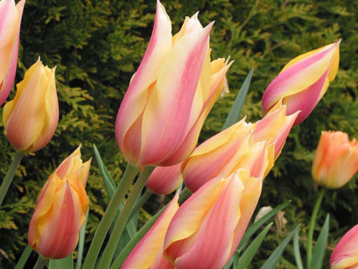 Тюльпан Long Lady (Лонг Леди) - Долина роз фото 2