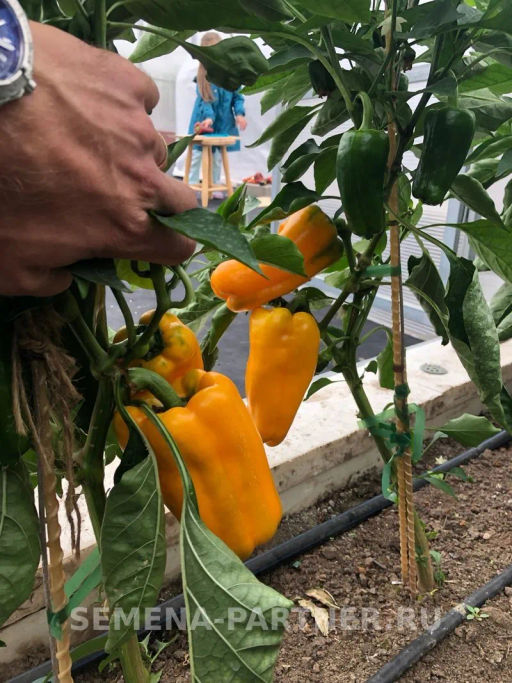Перец сладкий Джемини - Партнер фото 4