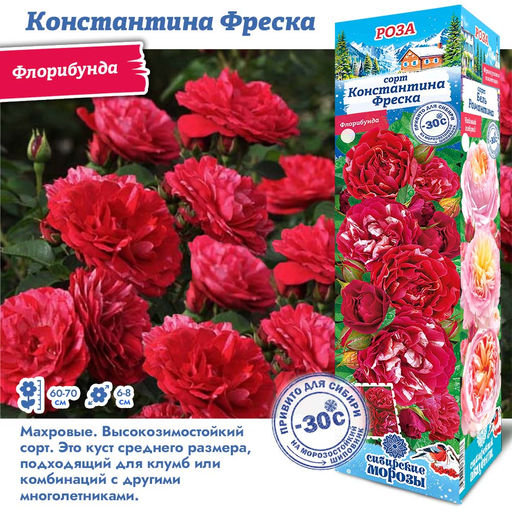 Роза Константина Фреска (Флорибунда) 1шт