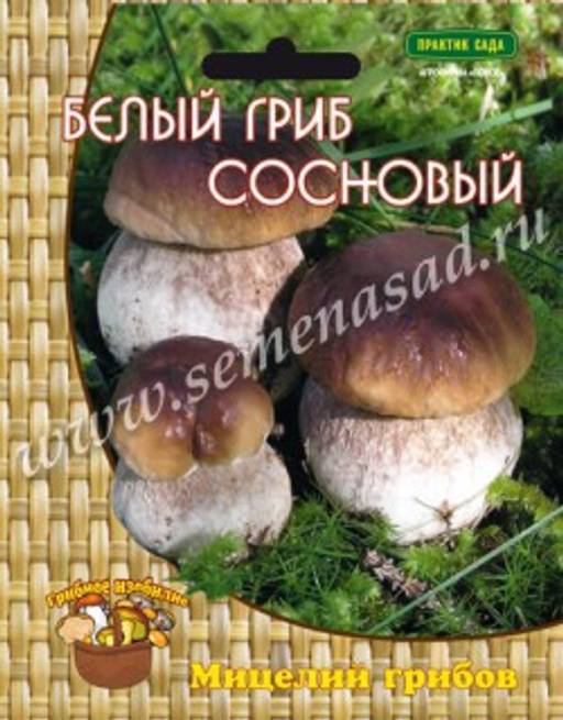 Белый гриб сосновый (60мл)