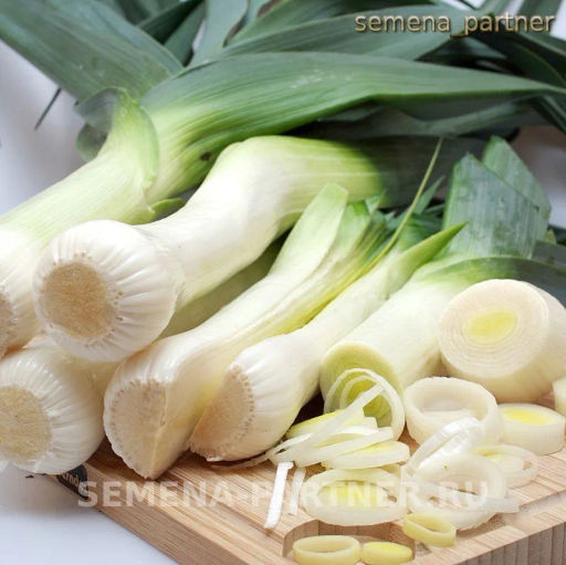 Лук порей Элефант - Партнер фото 7