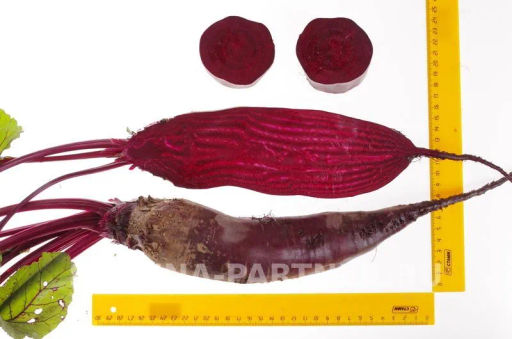 Свекла Калипсо - Партнер фото 7