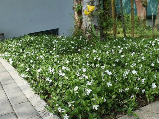 Барвинок белый - Долина роз фото 2